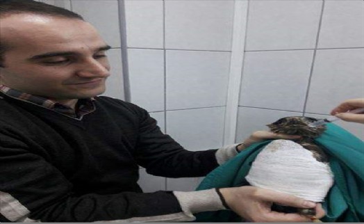 Yaralı Kızıl Şahine İlk Müdahale Çatalca Belediyesi´nde Yapıldı