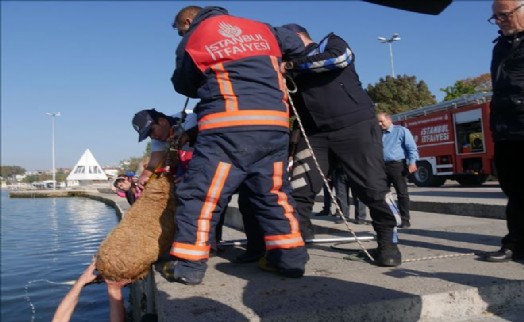 Büyükçekmece´de Kanala Sıkışan Köpek Güçlükle Kurtarıldı