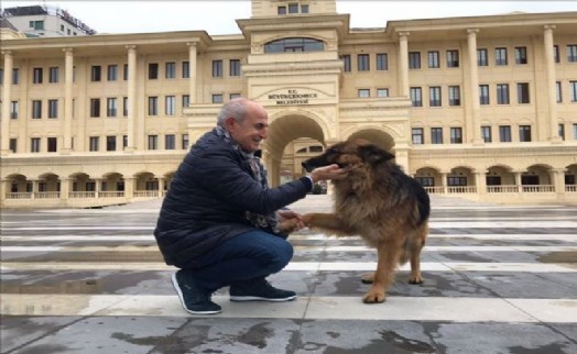 Büyükçekmece´de Sokak Hayvanları Kış Aylarında da Aç Kalmıyor