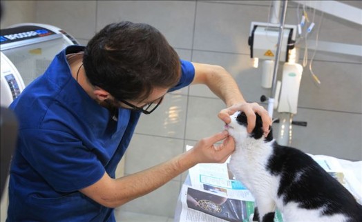 KÜÇÜKÇEKMECE´DE KEDİYE KÖPEK DİŞİ MÜDAHALESİ