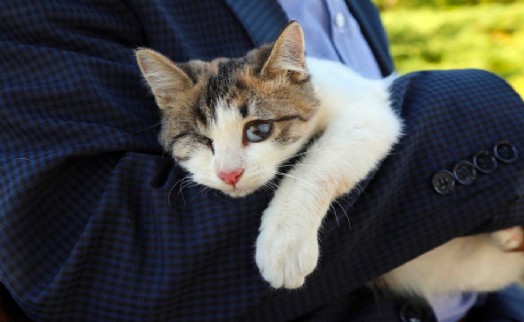 BAĞCILAR'DA GÖRME ENGELLİ YAVRU KEDİ HAYATA BAĞLANDI