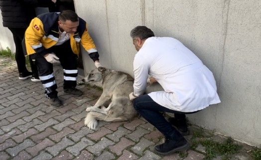 Bayrampaşa'daki patili dostlar artık daha sağlıklı