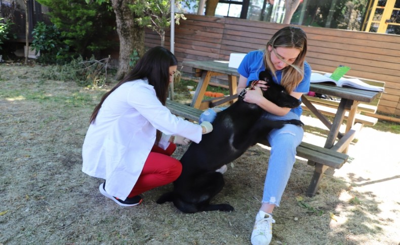 Sarıyer’de patili dostlar için seferberlik başlıyor