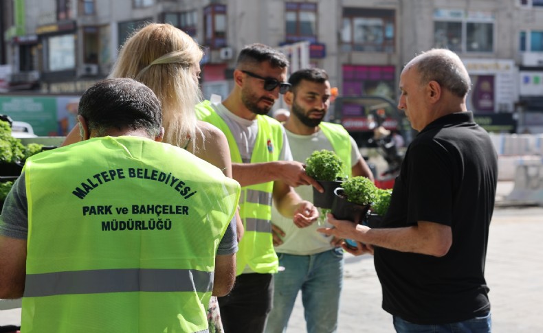 Maltepe Belediyesi’nden ücretsiz fesleğen dağıtımı