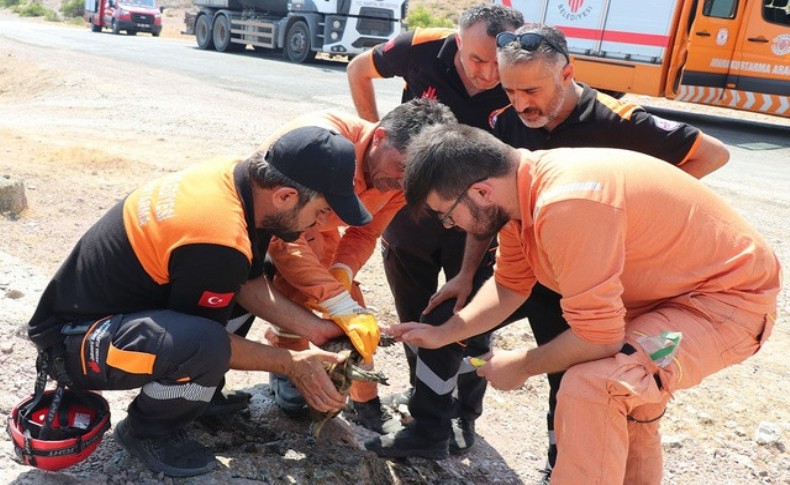 Ümraniye Belediyesi ekipleri yangının ortasında kalan kaplumbağayı kurtardı